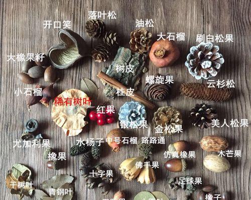 如何有效取出松果籽?(掌握几个技巧,轻松解决松果籽问题)
