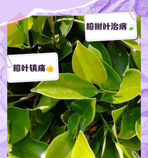榕树为何总是频繁掉叶？（探究榕树叶子脱落的原因与应对之策）