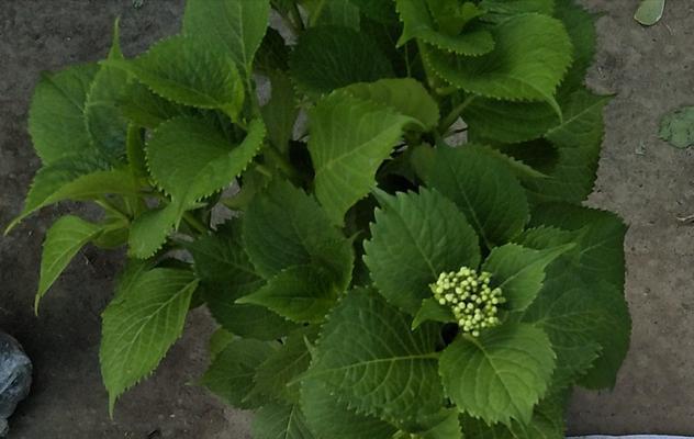 八仙花叶子卷边怎么办?(解决八仙花叶子卷边问题的有效方法)