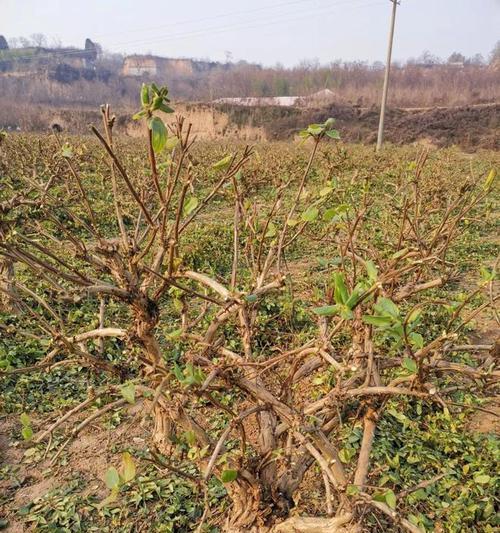 金银花花谢后的修剪技巧（打造健康、美丽的金银花）