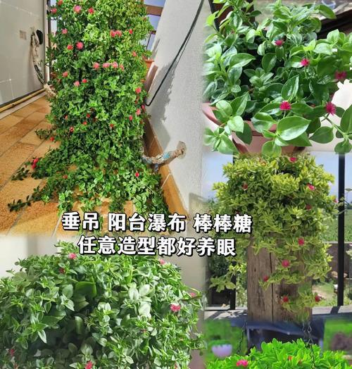 如何养殖牡丹吊兰？（室内养殖技巧、水肥管理、疾病防治）