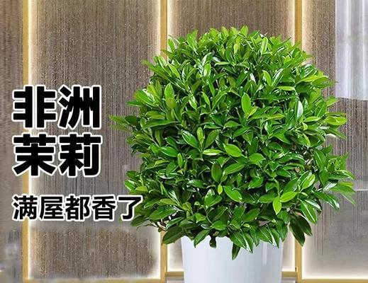 非洲茉莉叶子长锈斑的防治方法（了解非洲茉莉叶子长锈斑，保护您的植物健康）