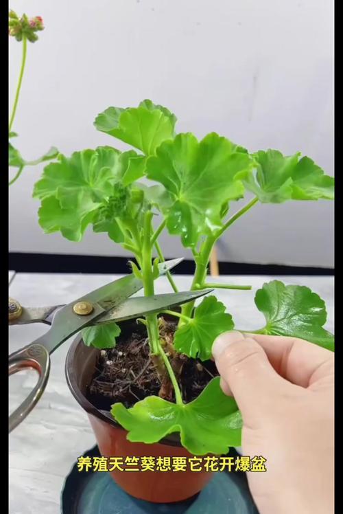 以棍棍花的养护技巧(掌握养护要点,让棍棍花健康茁壮成长)