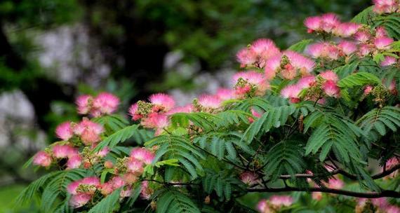 合欢花（赏花新知，掌握合欢花的识别与养护技巧）