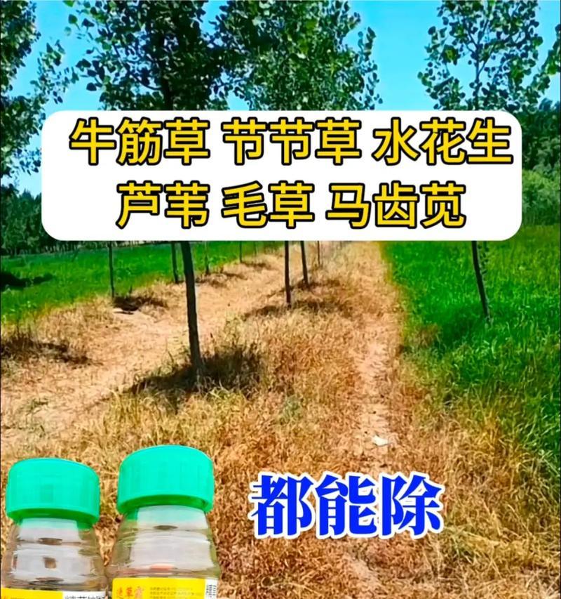 烂草处理的方法及应用（可持续农业的关键措施与实践）
