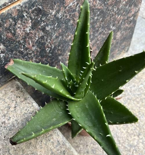 芦荟叶子为何会变黄？（解决芦荟叶子变黄的方法和注意事项。）