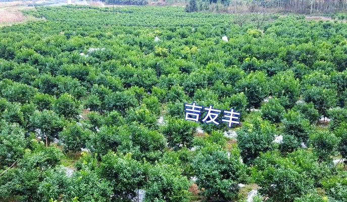 桔子的生长环境及生长地方条件（探究桔子生长的秘密与技巧）
