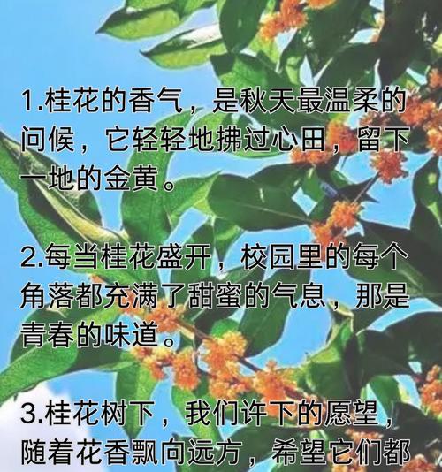 如何让桂花开花绽放美丽（掌握关键技巧，让桂花在花季中绽放光彩）