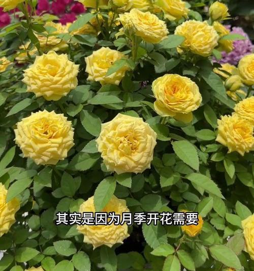 月季不开花的原因及解决方法（探究月季不开花的原因，教你解决开花问题）
