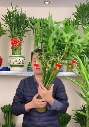 水培文昌竹的养护指南（打造绿色家居，从文昌竹开始）