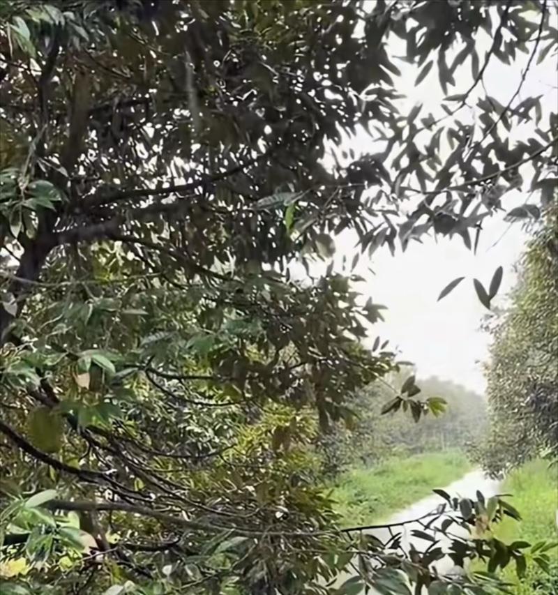 榴莲生长条件与特点剖析(探究榴莲生长环境条件及其特点,了解榴莲的习性和成长要求)