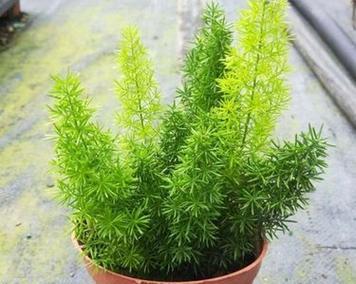 天门冬开花全攻略（揭秘养殖天门冬花期的秘密，教你轻松种植赚钱）