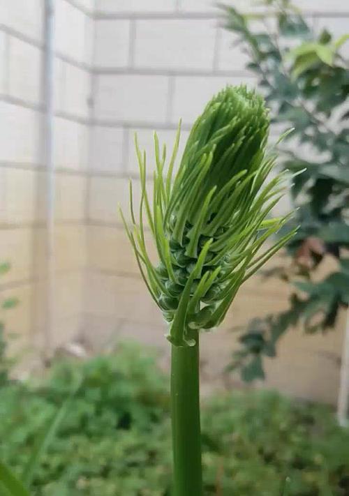 冬天养殖虎眼万年青的关键技巧（打造绿意盎然的冬季花园）