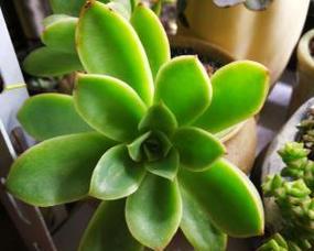粉鹤花的养殖技巧（打造美丽花园的必备植物——粉鹤花）