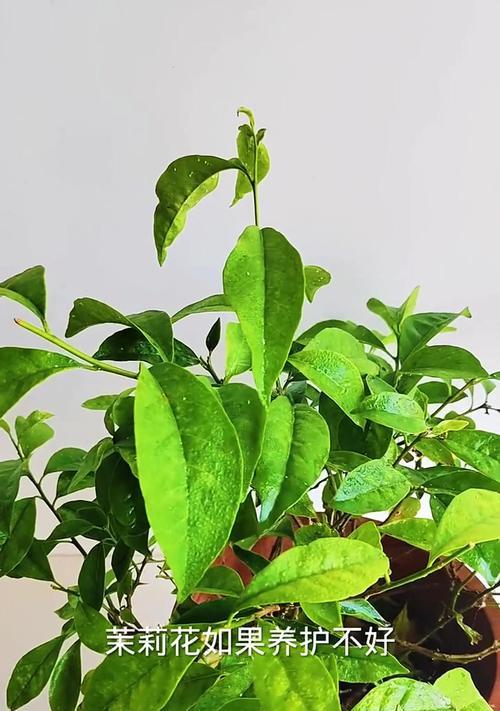 茉莉的嫩叶为何发黄？（探寻茉莉发黄原因及解决方法）