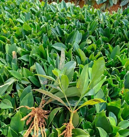 冬季养殖非洲茉莉的技巧（打造温暖冬日的花海，非洲茉莉成为冬季养花的首选）