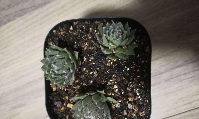 多肉植物大红卷绢养护全攻略（打造独特的多肉花园，宠爱你的大红卷绢）