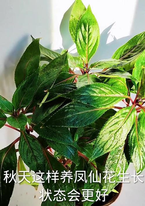 《凤仙花的养护指南》(选择、浇水、施肥、剪枝,让你的凤仙花健康茁壮成长)