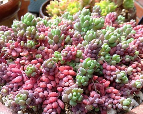 《大姬星美人的种植技巧与养护方法》（探索大姬星美人的神奇魅力，打造花园的瑰丽明星）