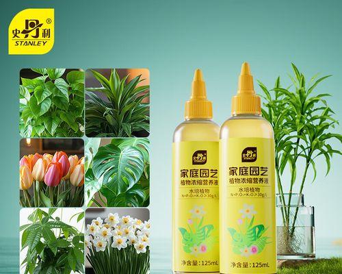 转运竹的杆干黄怎么救？（保存转运竹杆干黄的实用方法）