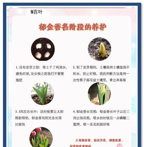 土培花的营养液使用指南（为您详解如何正确使用土培花的营养液）