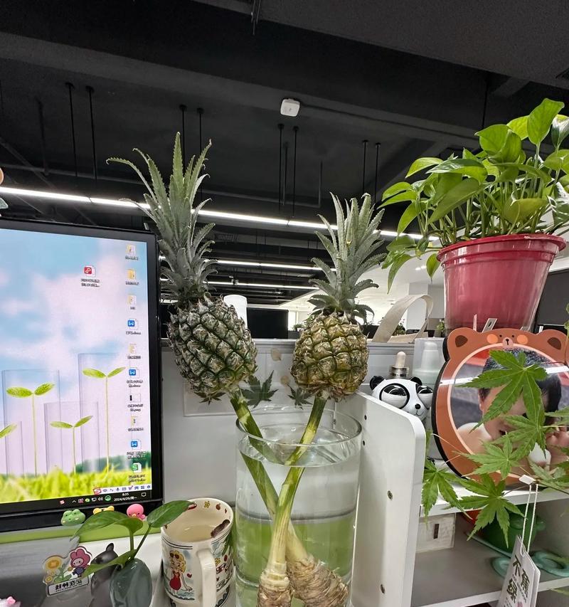 菠萝养殖指南（探索以菠萝家里怎么养为主题的全面指南）