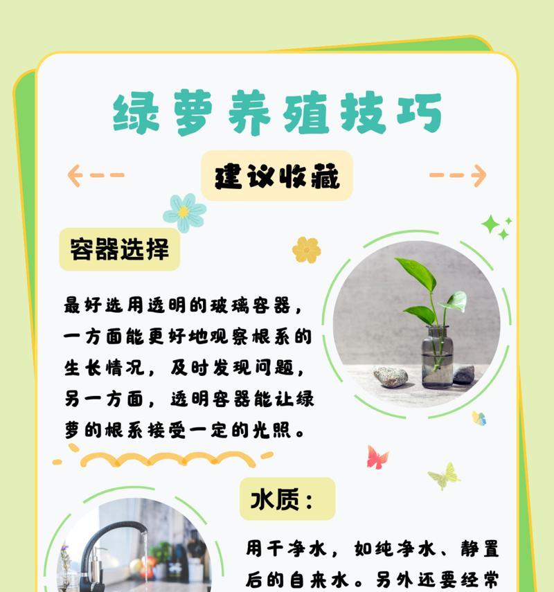 绿萝叶子晒干了怎么救？（如何拯救被太阳晒干的绿萝叶子）