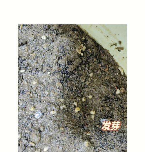 花种子发芽后的护理方法（关爱花朵的成长，打造美丽花园）