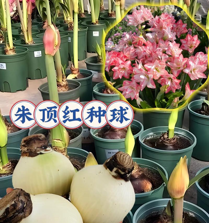 土朱顶红养殖方法与技巧（学会正确的土朱顶红养殖技巧，打造繁花似锦的园林景观）
