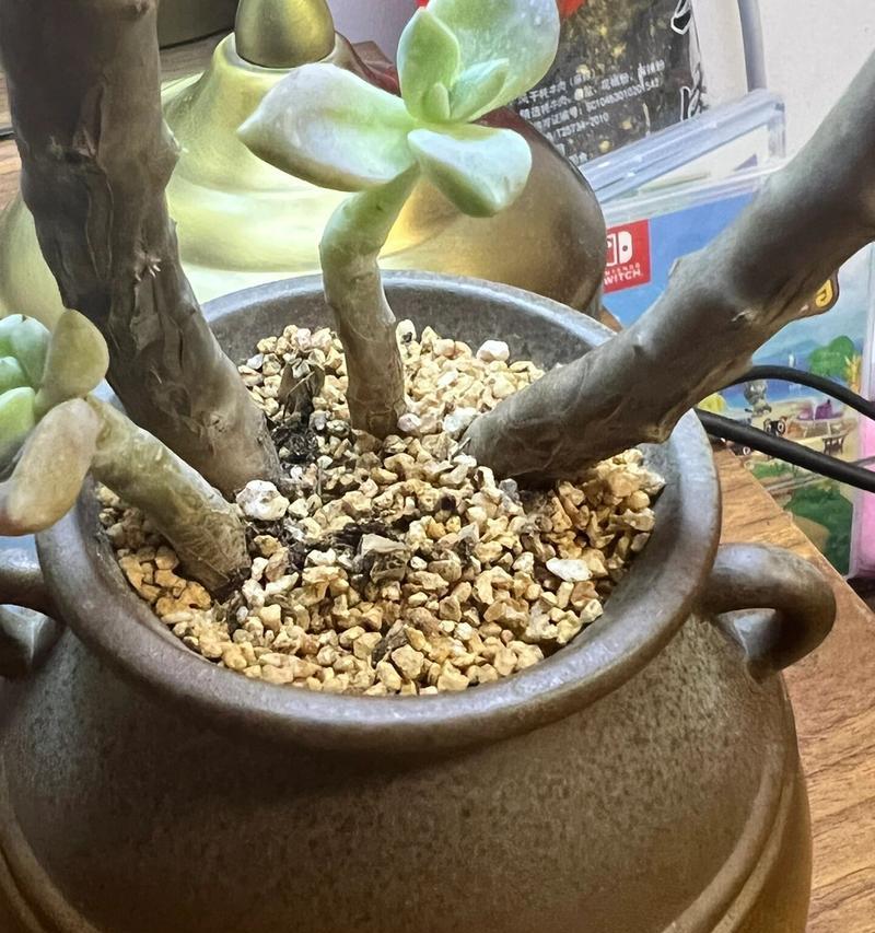 多肉植物枯死的原因与防范措施（了解多肉植物的生态环境及日常护理是防止其枯死的关键）