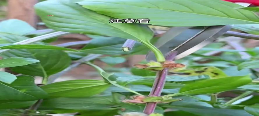 紫罗勒的种植与养护（打造美丽庭院的不二选择）