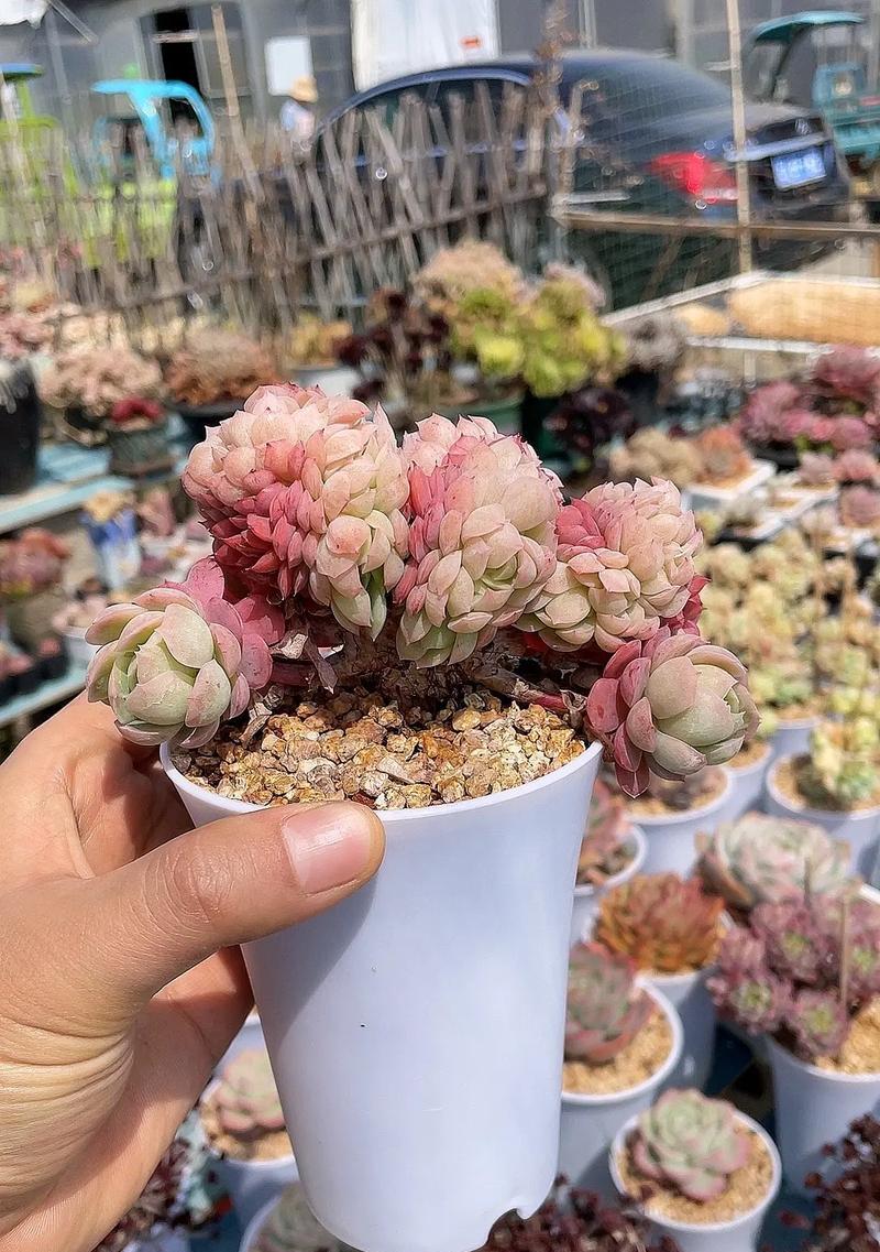 活性炭多肉养护指南（用活性炭种植多肉，你需要掌握这些技巧）