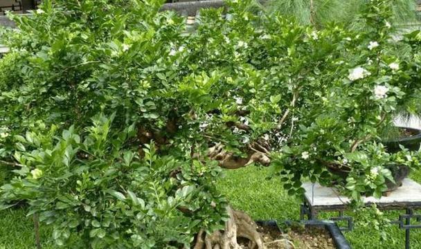 九里香养护全攻略（这种植物好养活吗？如何正确养护？）