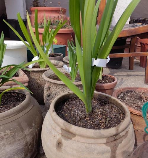 以木的花盆种花新趋势（打造绿色生活，木质花盆赋予花草新生命）