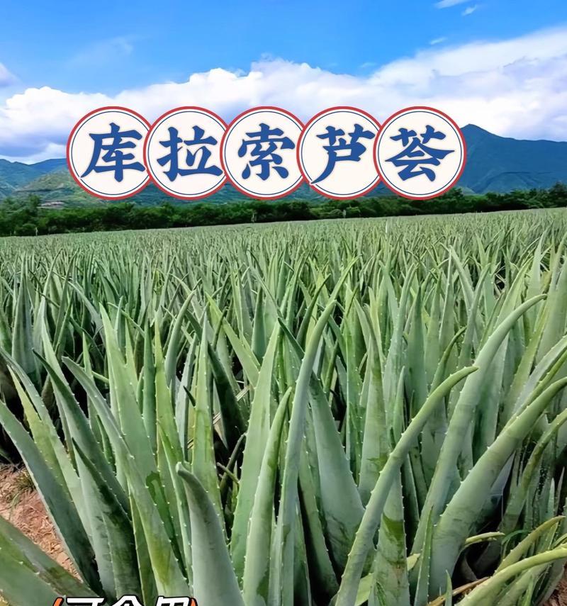 芦荟种植全攻略（如何在一盆芦荟中种植最佳数量的芦荟）