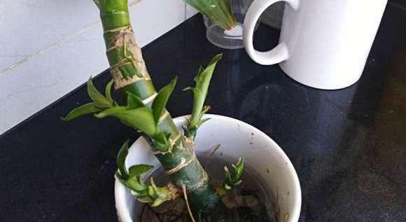 转运竹繁殖技巧大揭秘（了解转运竹繁殖方法，打造您的私家“绿色小天地”）