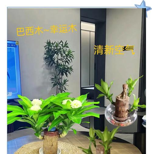 巴西木水培后变黑的处理方法(保持水质清洁,防止巴西木变黑)