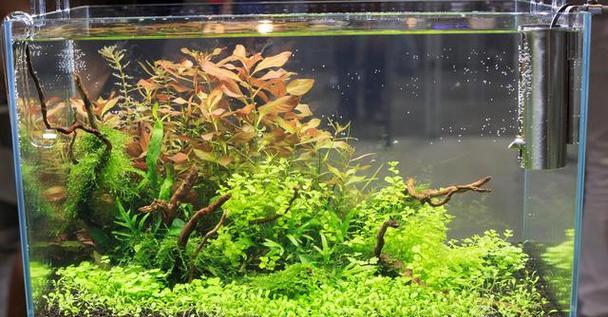 水草植物——水下的绿色生命（探秘水草植物的生长特性与分类鉴别）