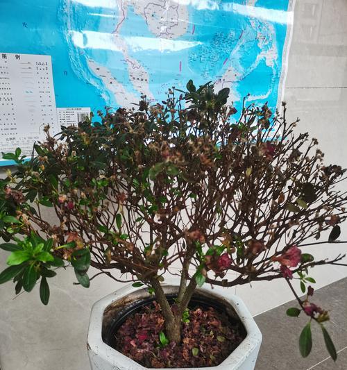 以杜卷花怎么养为主题的完整养护指南（掌握养护技巧，打造美丽花园）