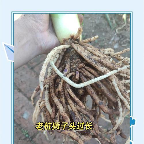君子兰生长慢的解决方法（促进君子兰生长的小窍门）