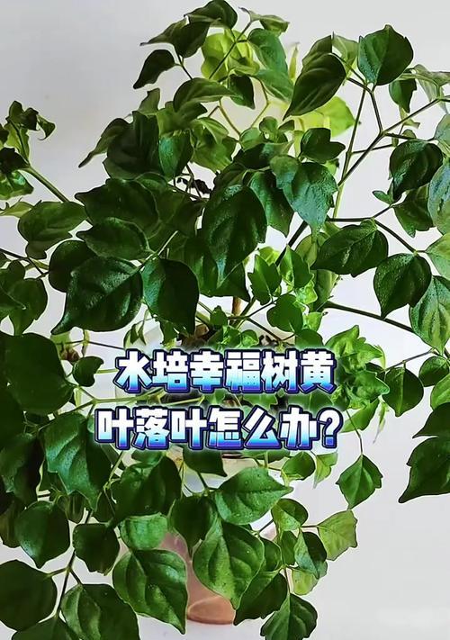水培幸福树的养殖方法和注意事项（打造独特室内景观，学会水培幸福树养殖，）