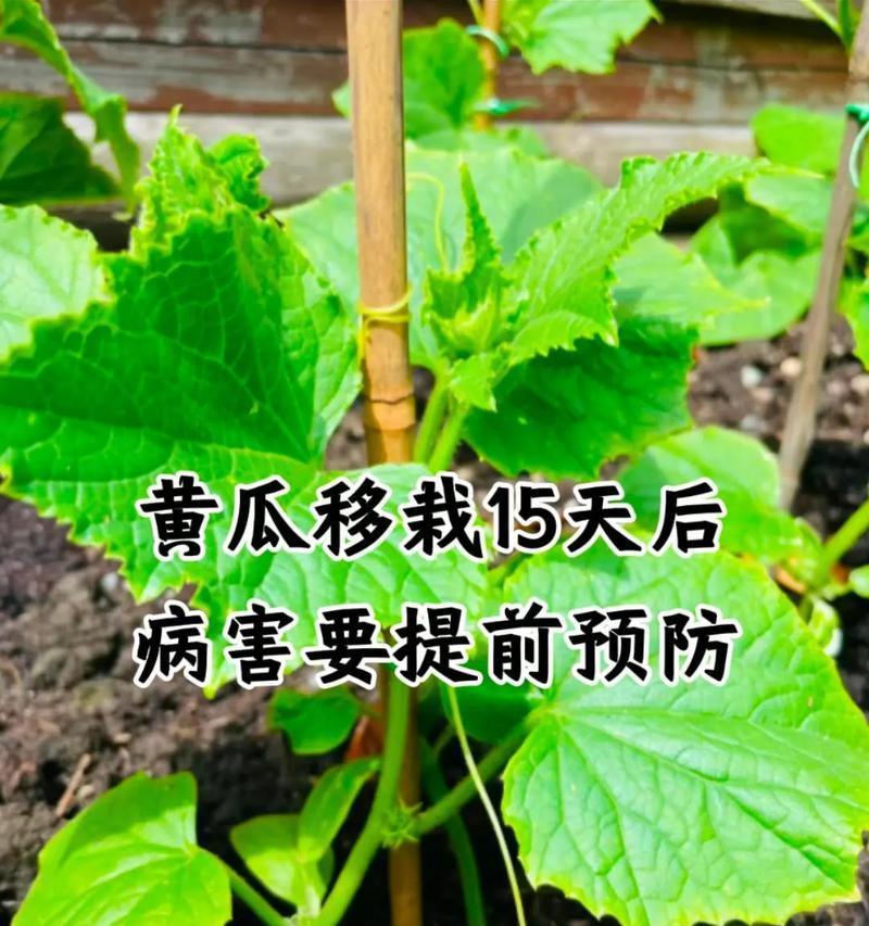 植物枯萎病的防治手册（保护植物免受枯萎病侵害的关键措施）