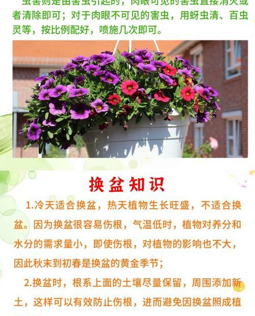 梅花花蕾如何施肥促开花（以春季适时施肥来提升梅花开花质量）