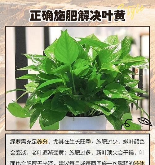冬季绿萝叶变黄的原因与补救方法（冬季环境对绿萝的影响及保护措施）