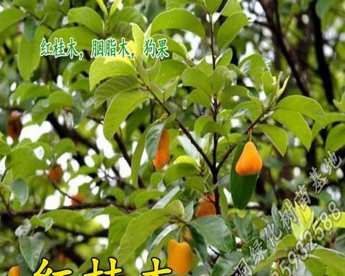 红桂盆栽的养殖技巧（打造室内绿色角落，红桂成为盆栽新宠）