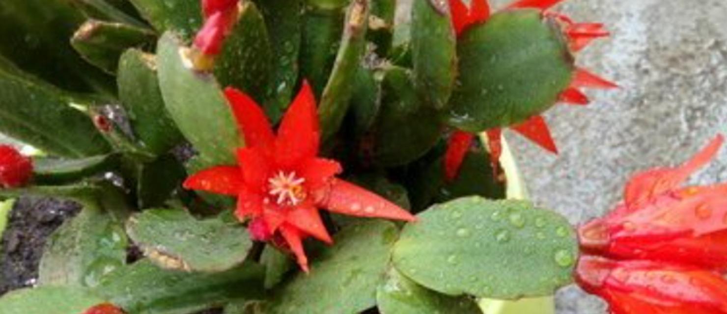 假昙花新叶发红的原因及解决方法(探究假昙花新叶发红的原因,并提供相应的解决方法)