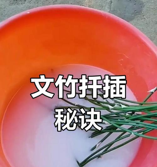精准剪枝，让文竹重焕生机（掌握剪枝技巧，促进文竹茂盛生长）
