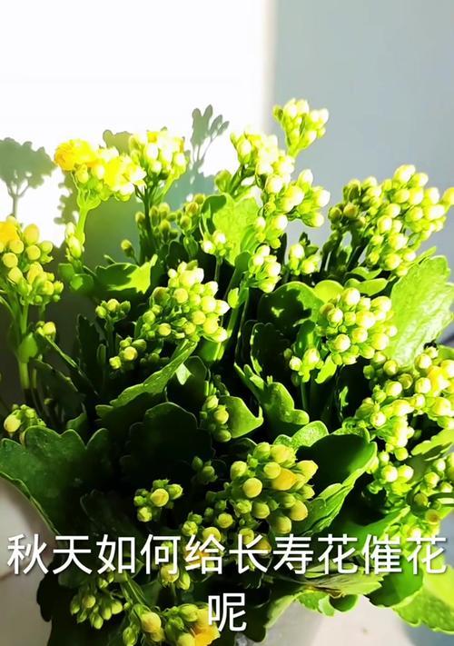 秋天的长寿花的养护指南（打造美丽秋天花园的关键技巧）