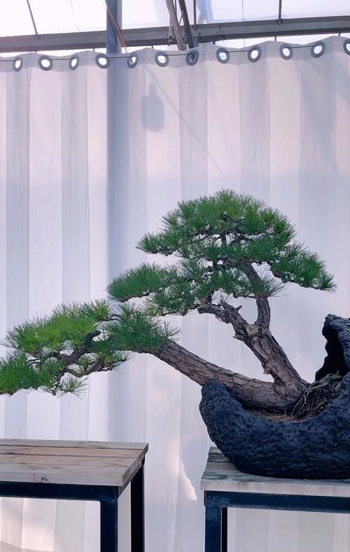 微型黑松盆景的养殖与护理技巧（打造迷你版的自然美景，掌握这些关键技巧！）