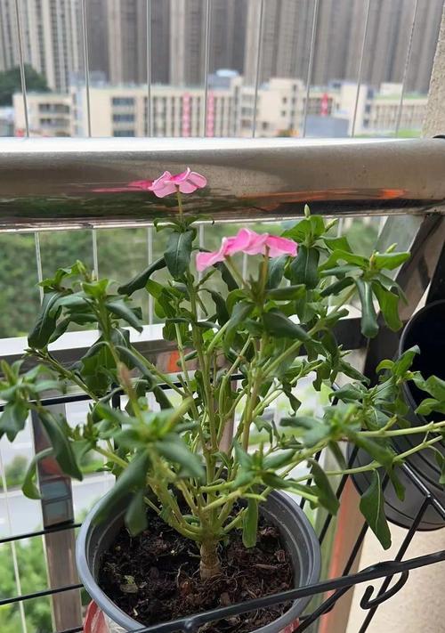 夏天花枯了怎么办？（让你的花园重新绽放的养花技巧和护理建议）